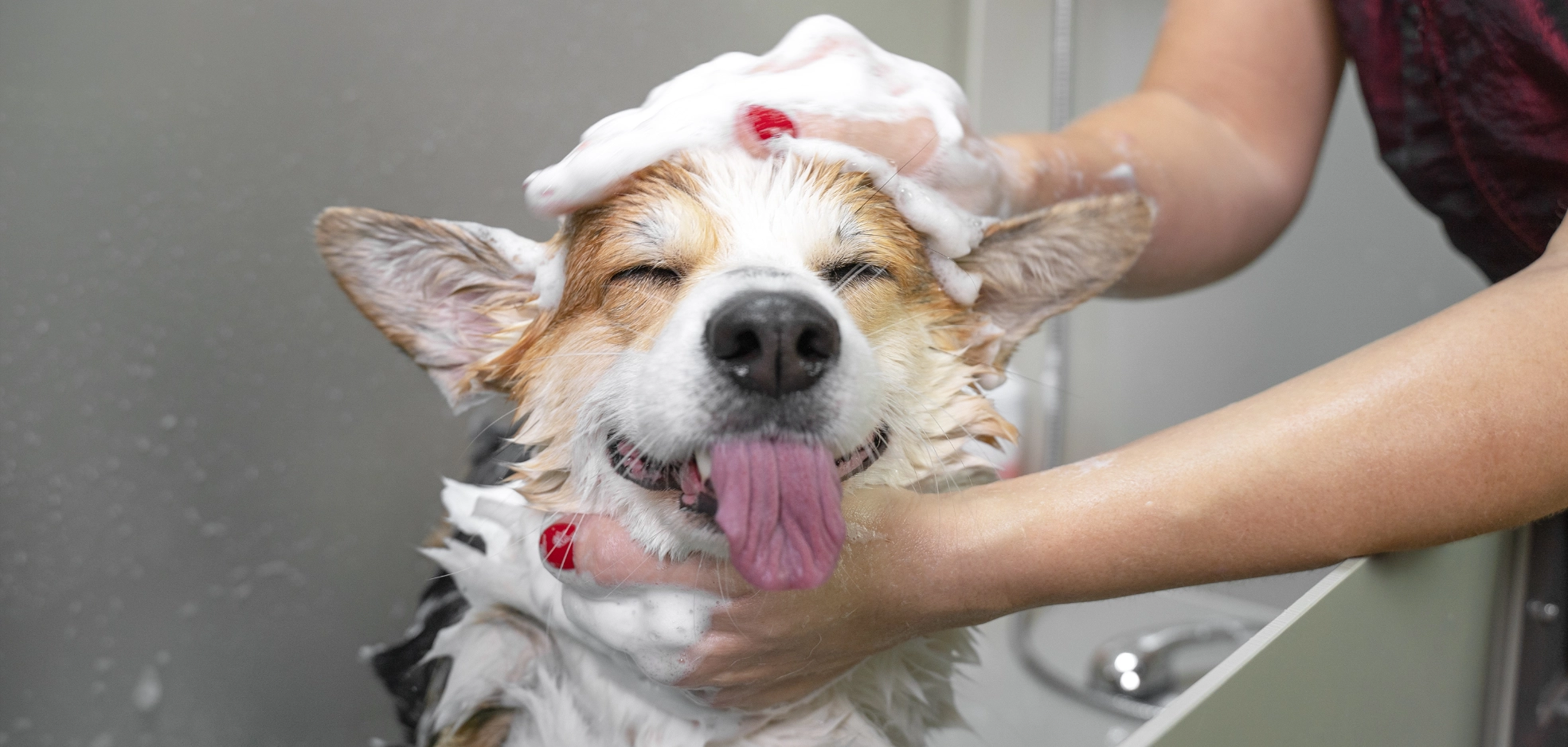 Image Gallery tec-nut.com for Dorking Pet Grooming -  Tec-Nut.com Websites, New Company, No Coding Website, Easy Website,  Cat grooming services, New Website, Free Website, Free website template, Pet grooming,  Pet haircuts,  Pet spa services, Best Website Builder